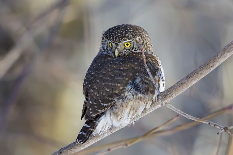 воробьиный сычик, воробьиный сыч, сова, птицы,  фото превью