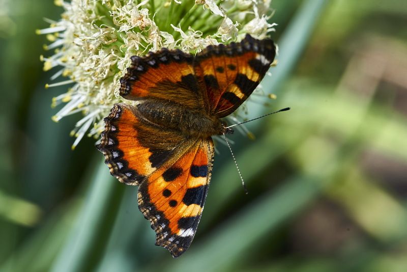 ***** фото превью