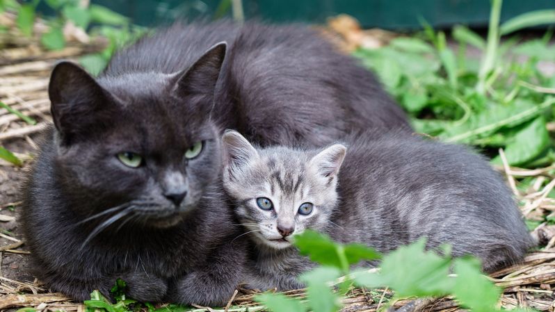 Кошки фото превью