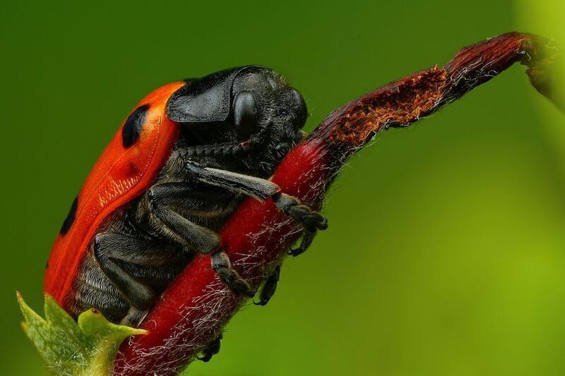 макро, природа, животное, растение, цвет, фото, зеленый, жук, ветка, красный Обнимашки фото превью