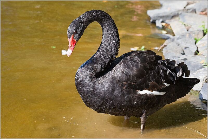 москва, парк, чёрный лебедь * фото превью