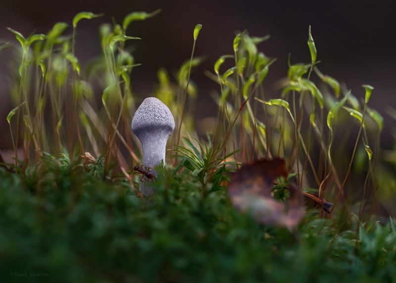 гриб, поганка, лес, осень, муравей, мох, макро, macro У каждого свой лес фото превью