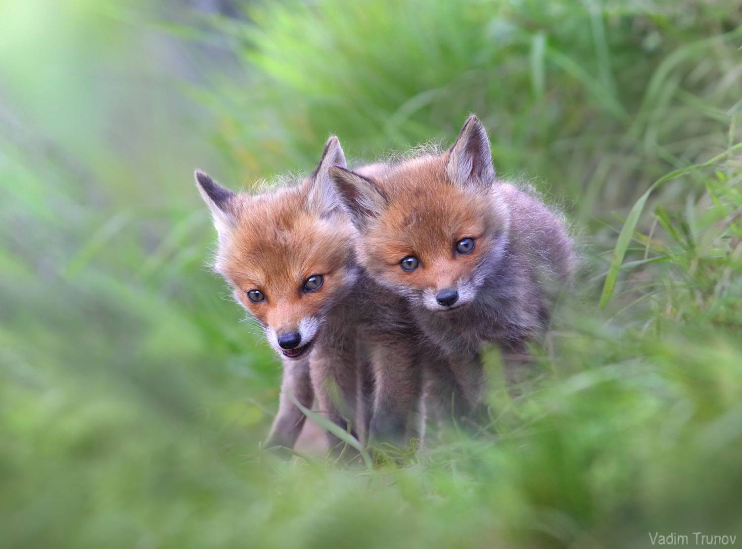 , Вадим Трунов