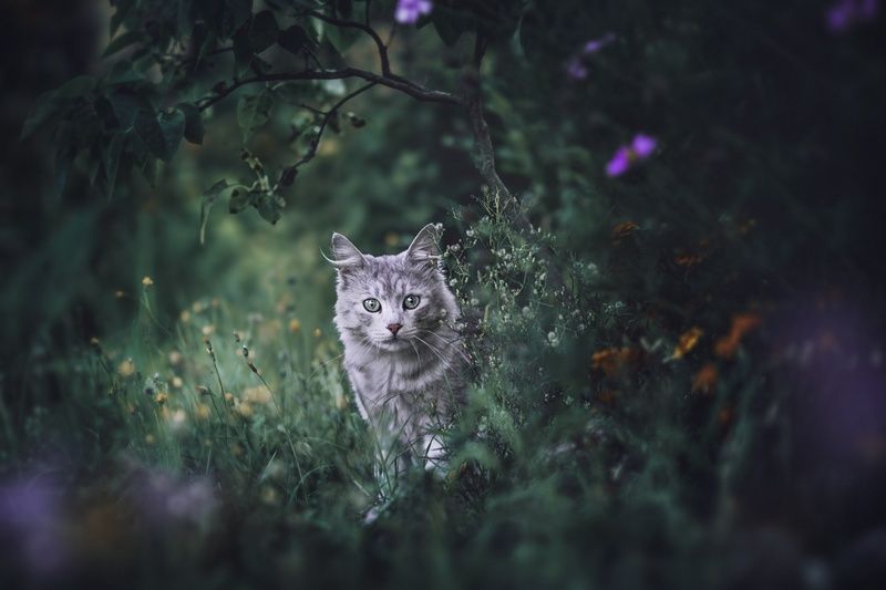 Кот в кустах :) фото превью