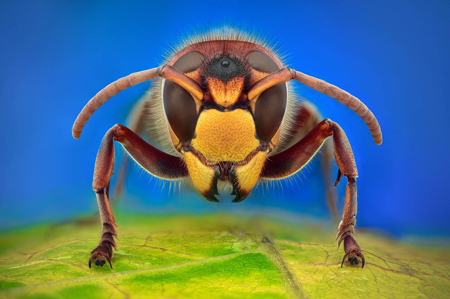 ceclii, macro, Tsvetan Ganev