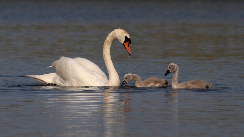 лебедь-шипун, лебедь, cygnus olor, mute swan, swan, куршская коса, куршский залив Материнство фото превью