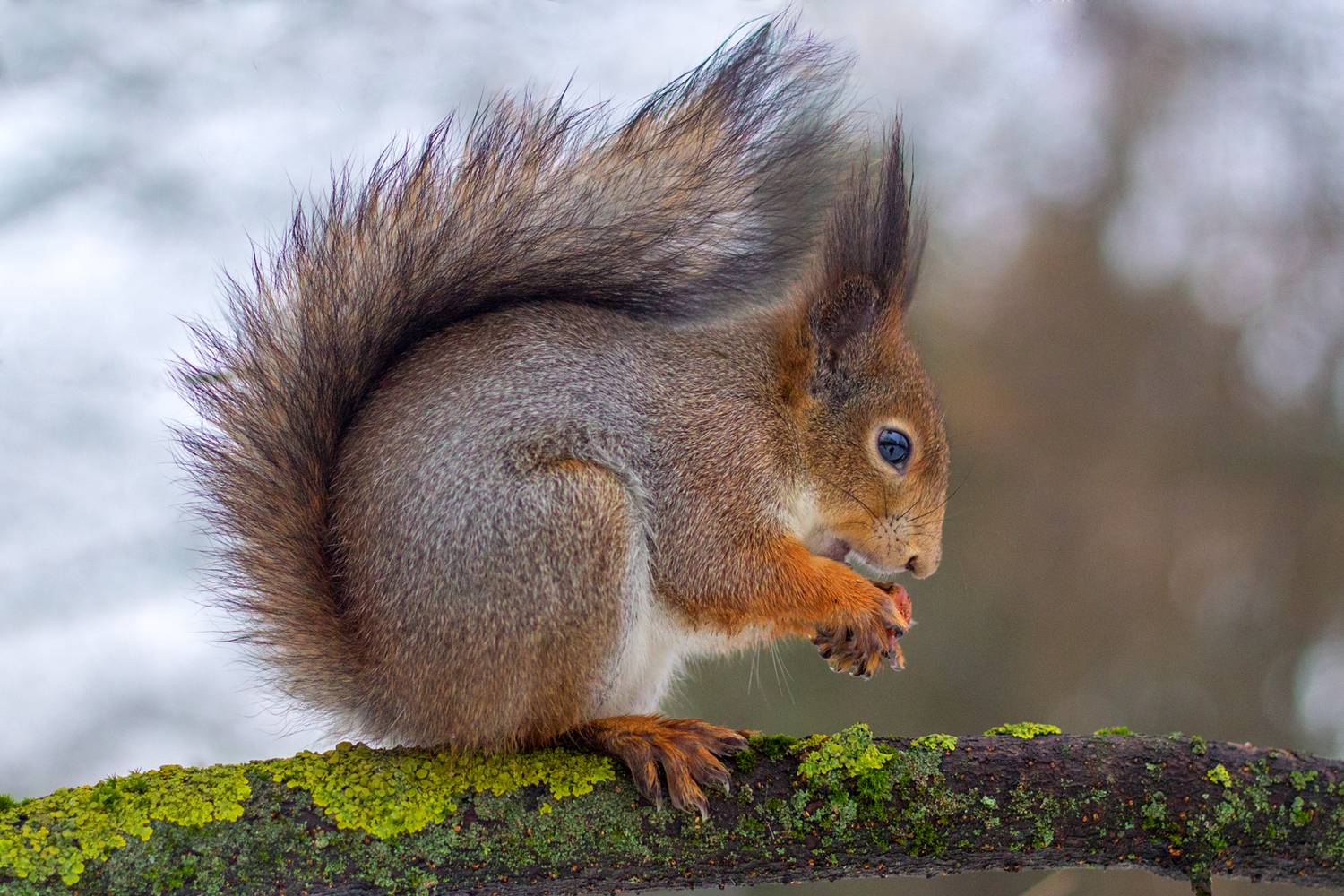 stm 50 1.8, Алексеев Сергей