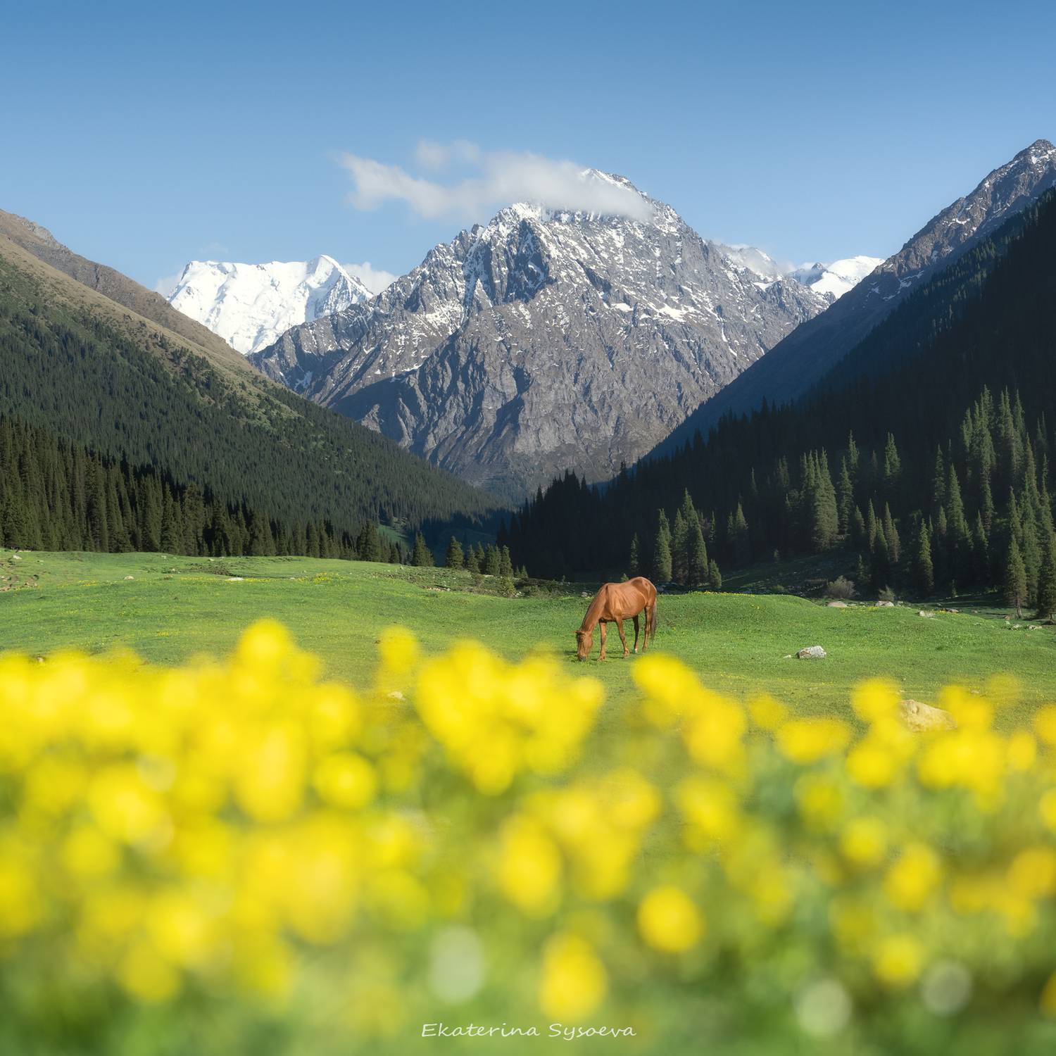 , Екатерина Сысоева