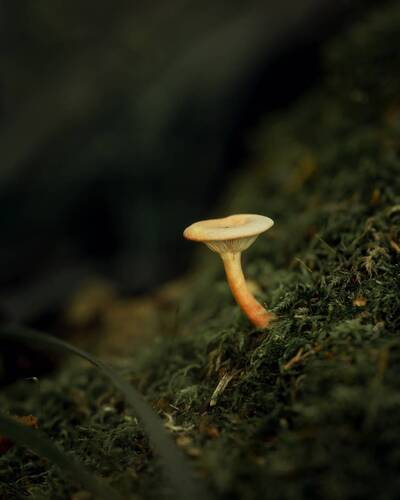 Где-то в лесу