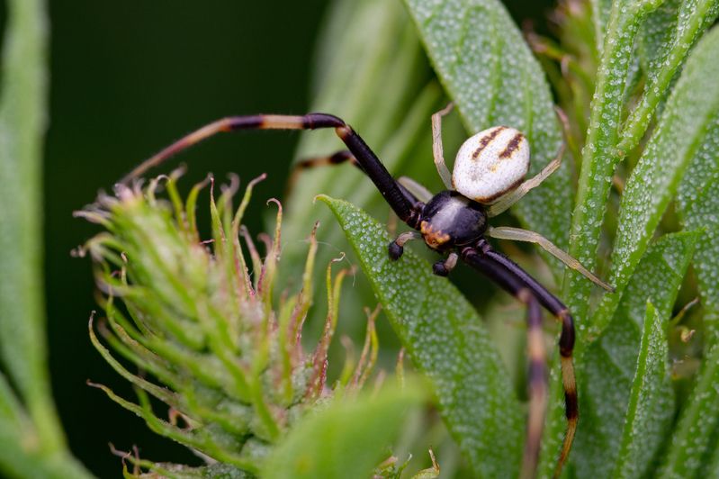 Misumena vatia фото превью
