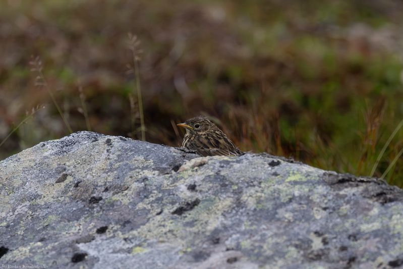 Луговой конёк Скальный конёк фото превью