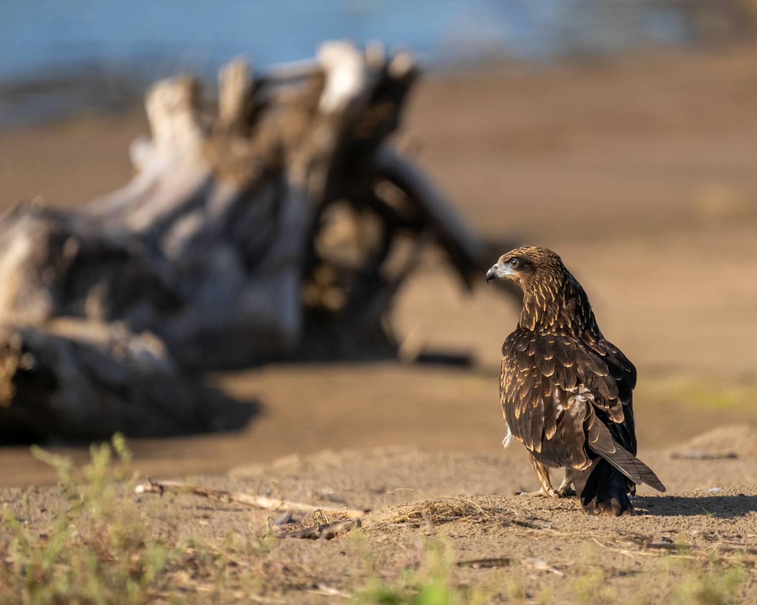 коршун, черный коршун, бердвочинг, птицы сибири, сибирь, Екатерина Дубровская