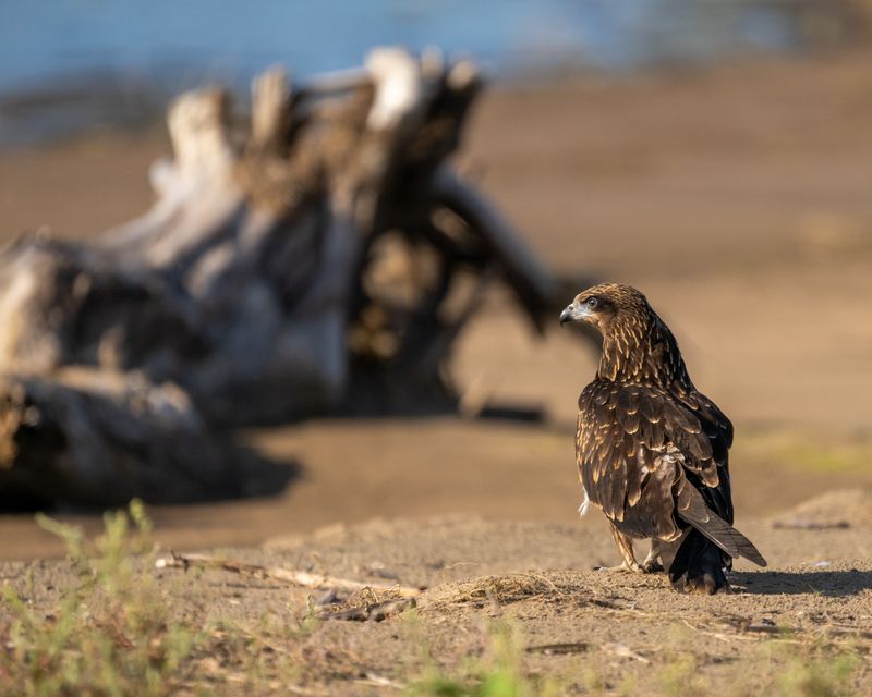 коршун, черный коршун, бердвочинг, птицы сибири, сибирь Хозяин Потрошиловского Бора. фото превью
