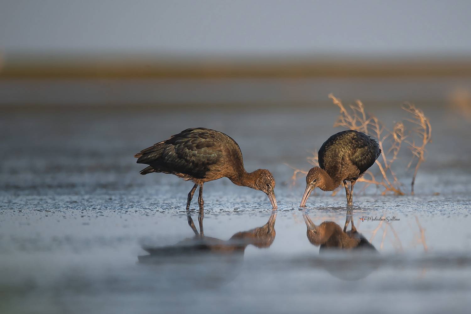 фотоохота, птица, каравайка, осень, птицы, Медведева Светлана