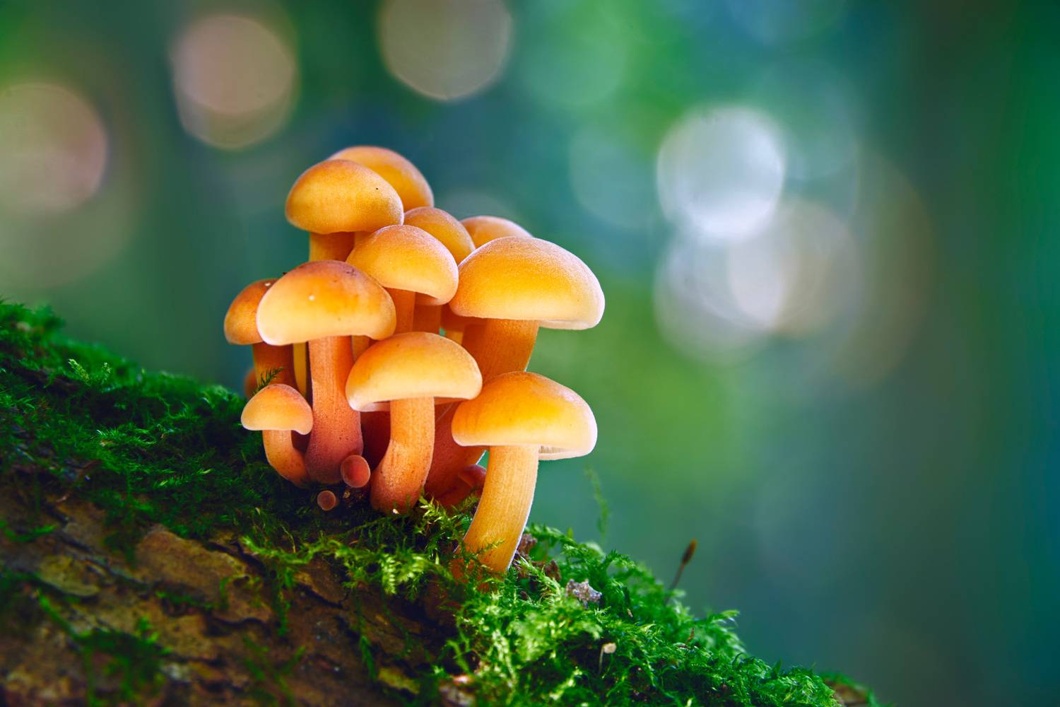 грибы, Валерий Вождаев