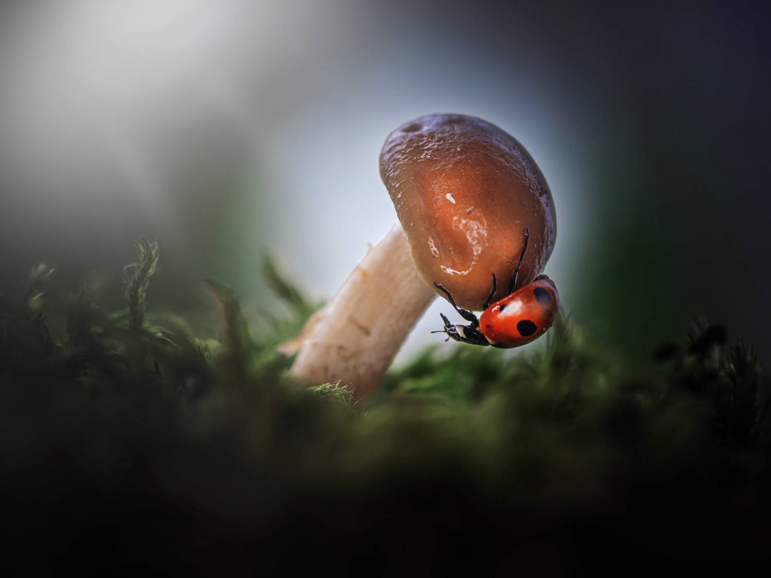 , Лапшина Владлена