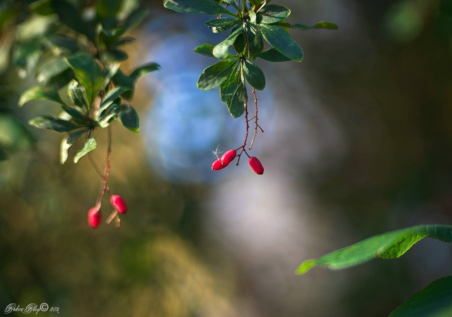 , Орлов Олег