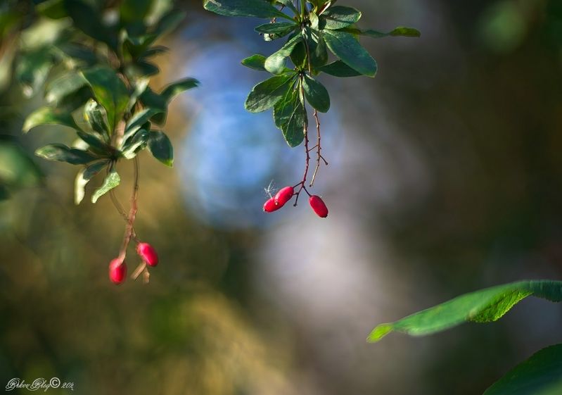 *** фото превью