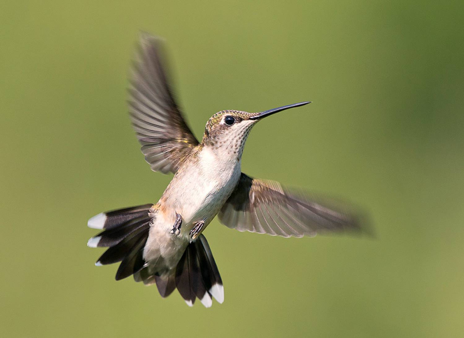 колибри,ruby-throated hummingbird, hummingbird, Etkind Elizabeth