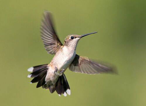 Female. Ruby-throated Hummingbird. Рубиновогорлый колибри. самка