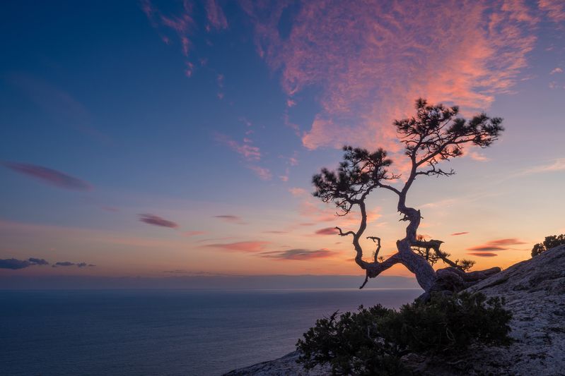 Космический бонсай фото превью