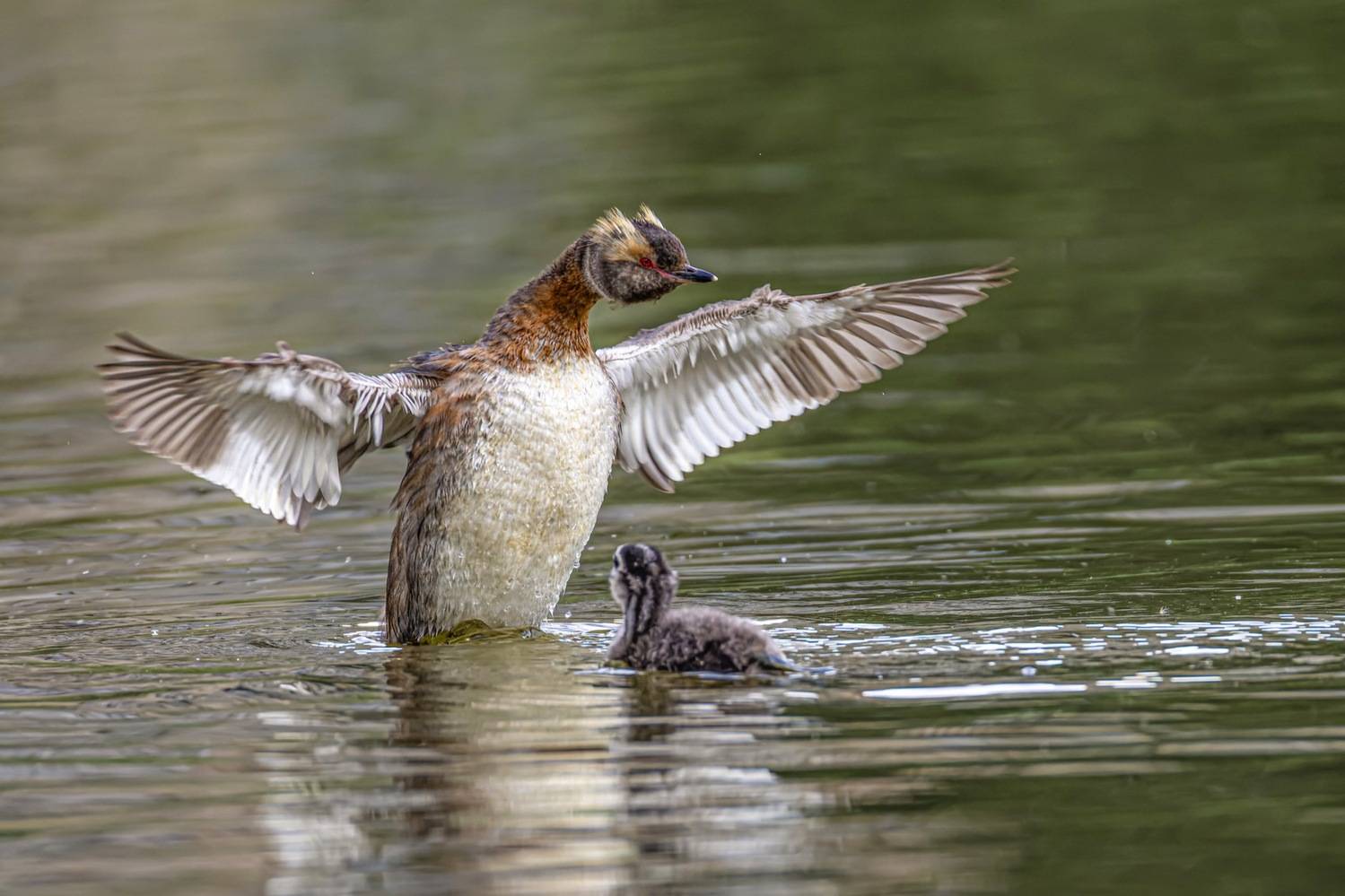 красношейная поганка, птицы, поганка, птенцы, Ruslan Pl