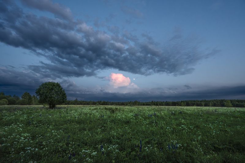 вечер, поле, деревья, луна, небо, облака, свет, цветы летний вечер фото превью