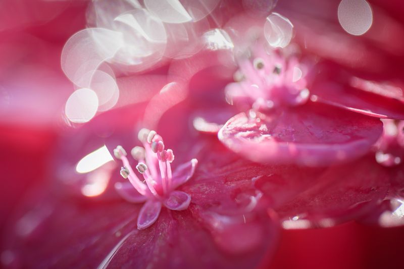 Hortensia фото превью