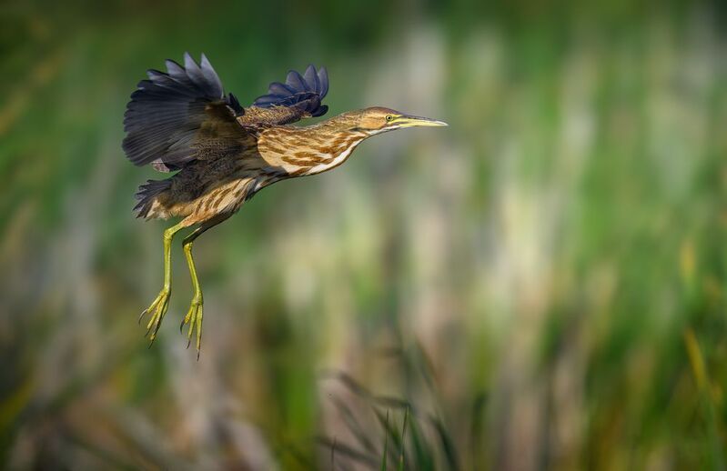 American bittern фото превью