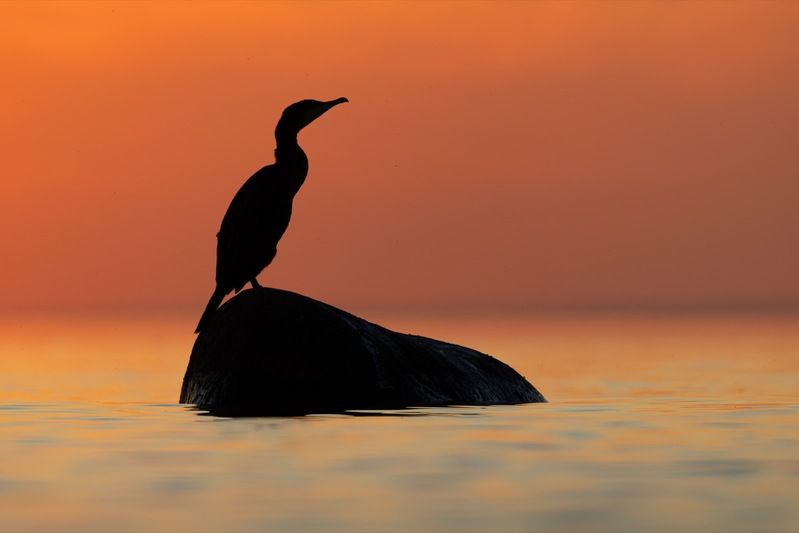баклан, закат, финский залив, птицы Закатно-баклановое фото превью