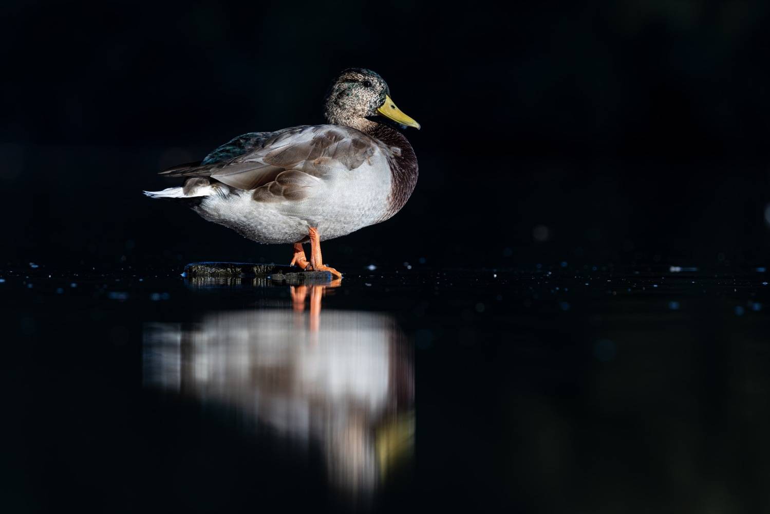 кряква, утка, птицы, Ruslan Pl