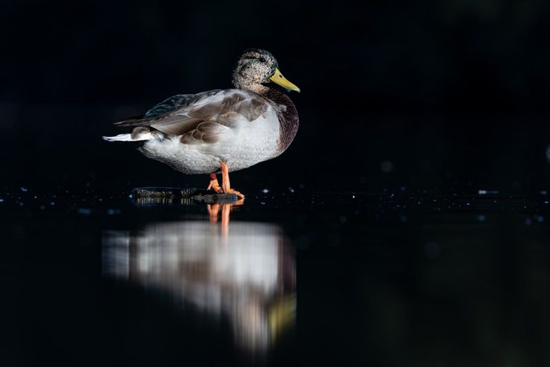 кряква, утка, птицы Кряква фото превью