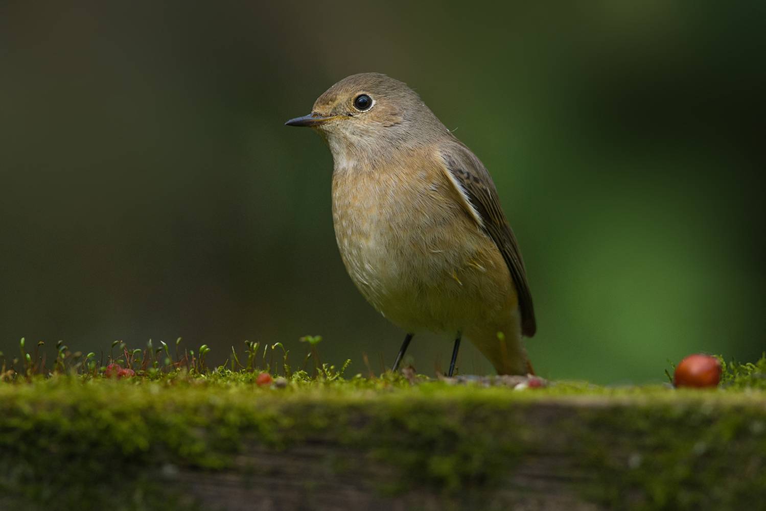 горихвостка,самка,осень, Иван