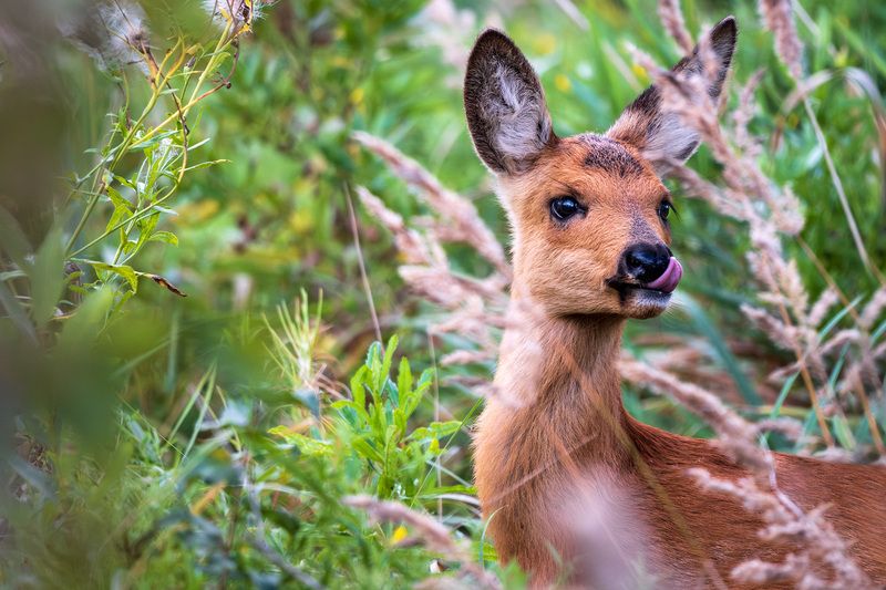 фото превью
