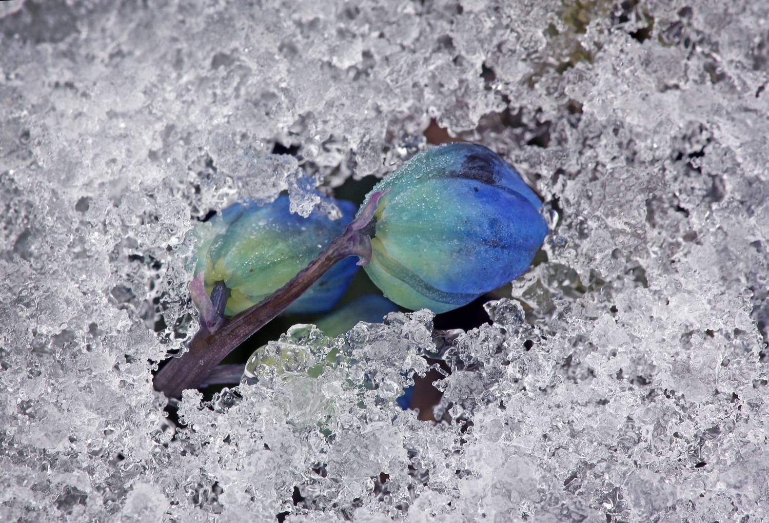 , Бибичков Михаил