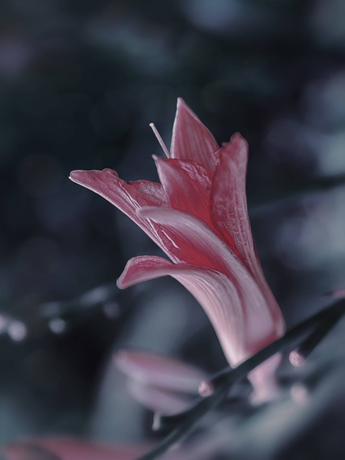 цветок лилия, Вера Ра