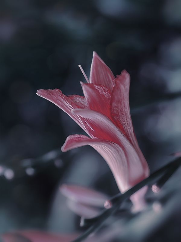 цветок лилия Расцветая в тиши фото превью