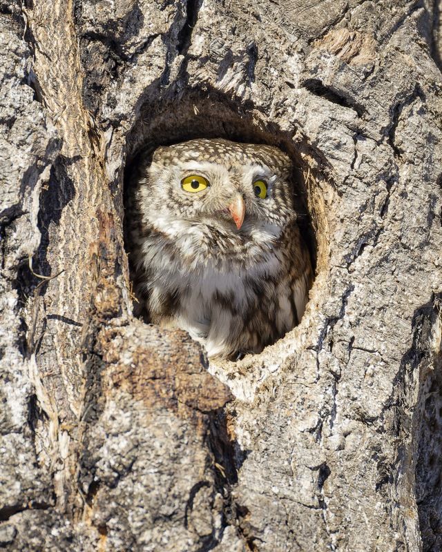 воробьиный сычик, воробьиный сыч, сова, птицы,  фото превью