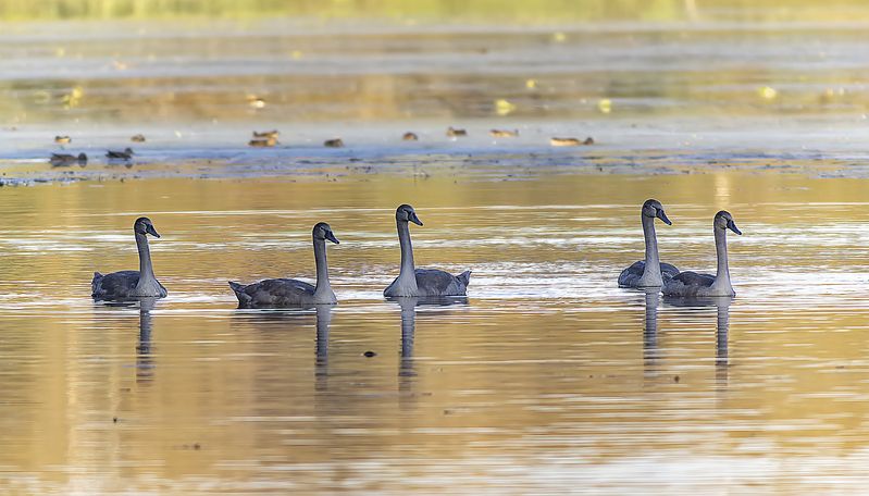 озеро, лебеди шипуны, вечер, осень Тихий осенний вечер фото превью