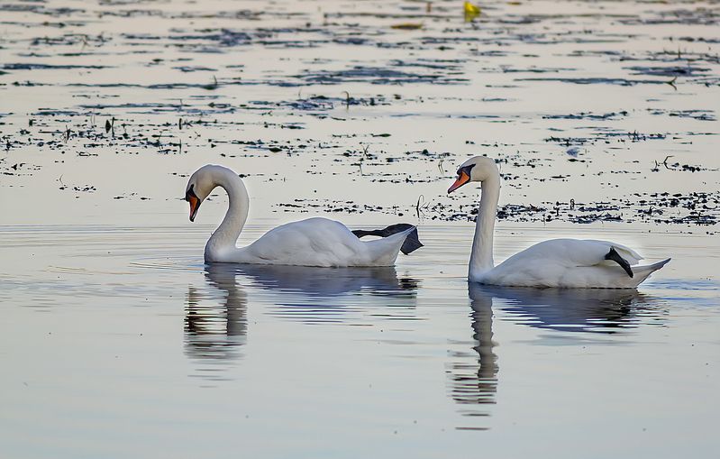 озеро, лебеди шипуны, вечер, осень Суши ласты фото превью