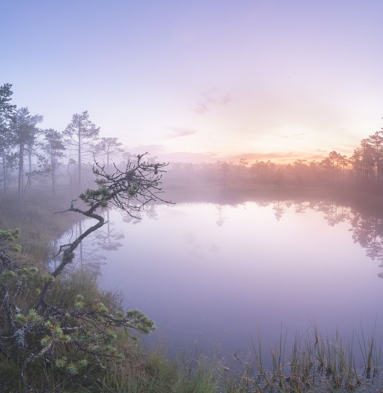 санкт-петербург Утро на болоте фото превью