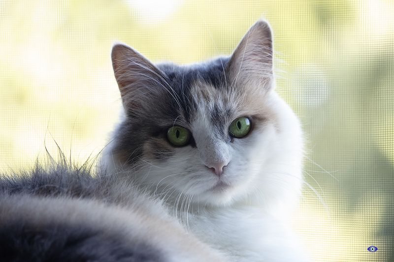 кошки, домашние животные, питомцы, котята А за окном осень уже... фото превью