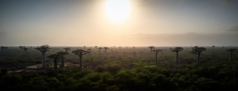 Баобабия фото превью