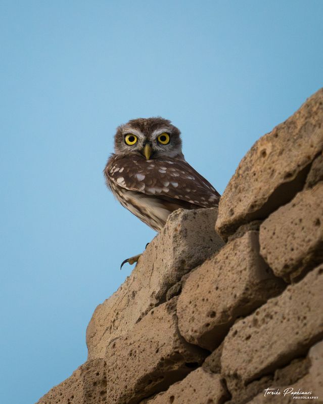 Домовый сыч фото превью