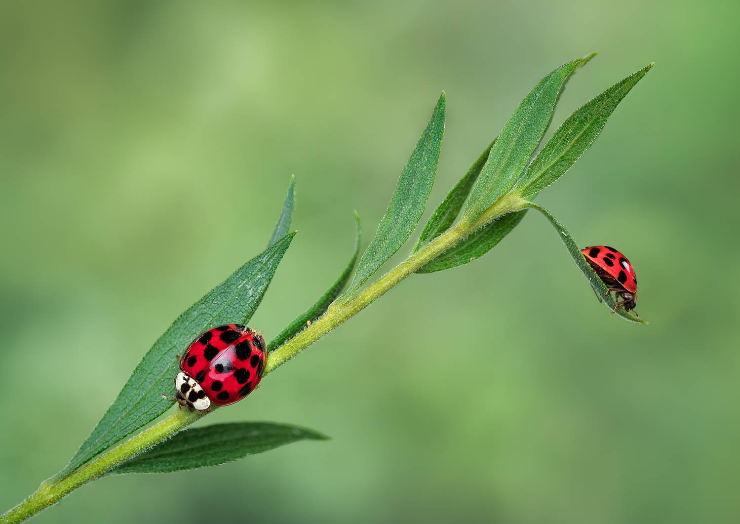 ladybug, beetle, insect, flower, macro, bugs, ladybird,, Atul Saluja