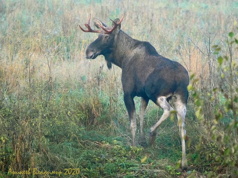 Молодой фото превью