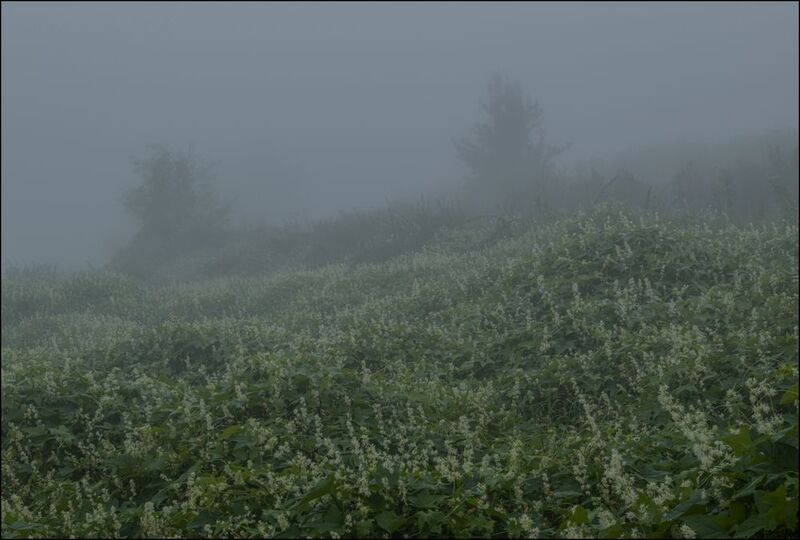 Туман над рекой фото превью