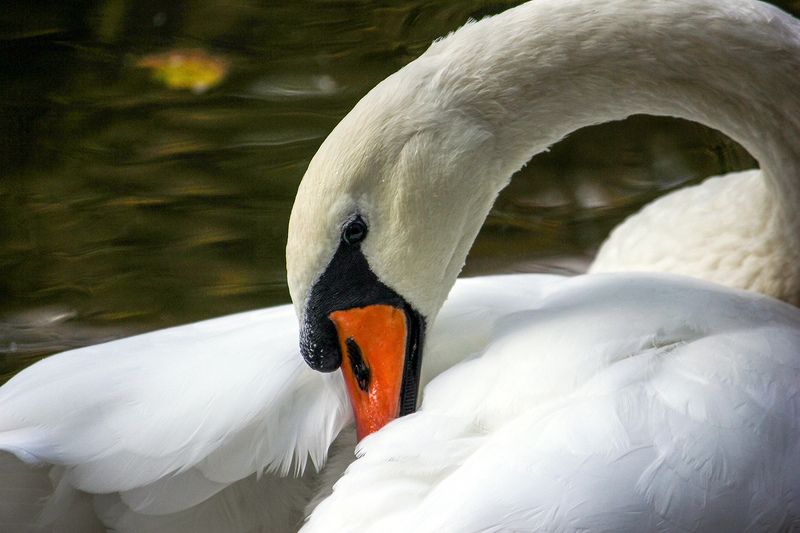 Шипун фото превью