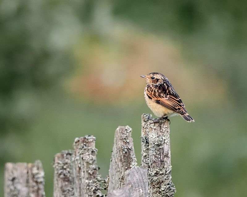 Луговой чекан фото превью
