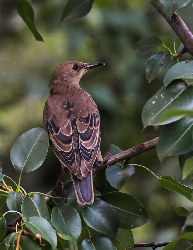 Молодой скворец фото превью